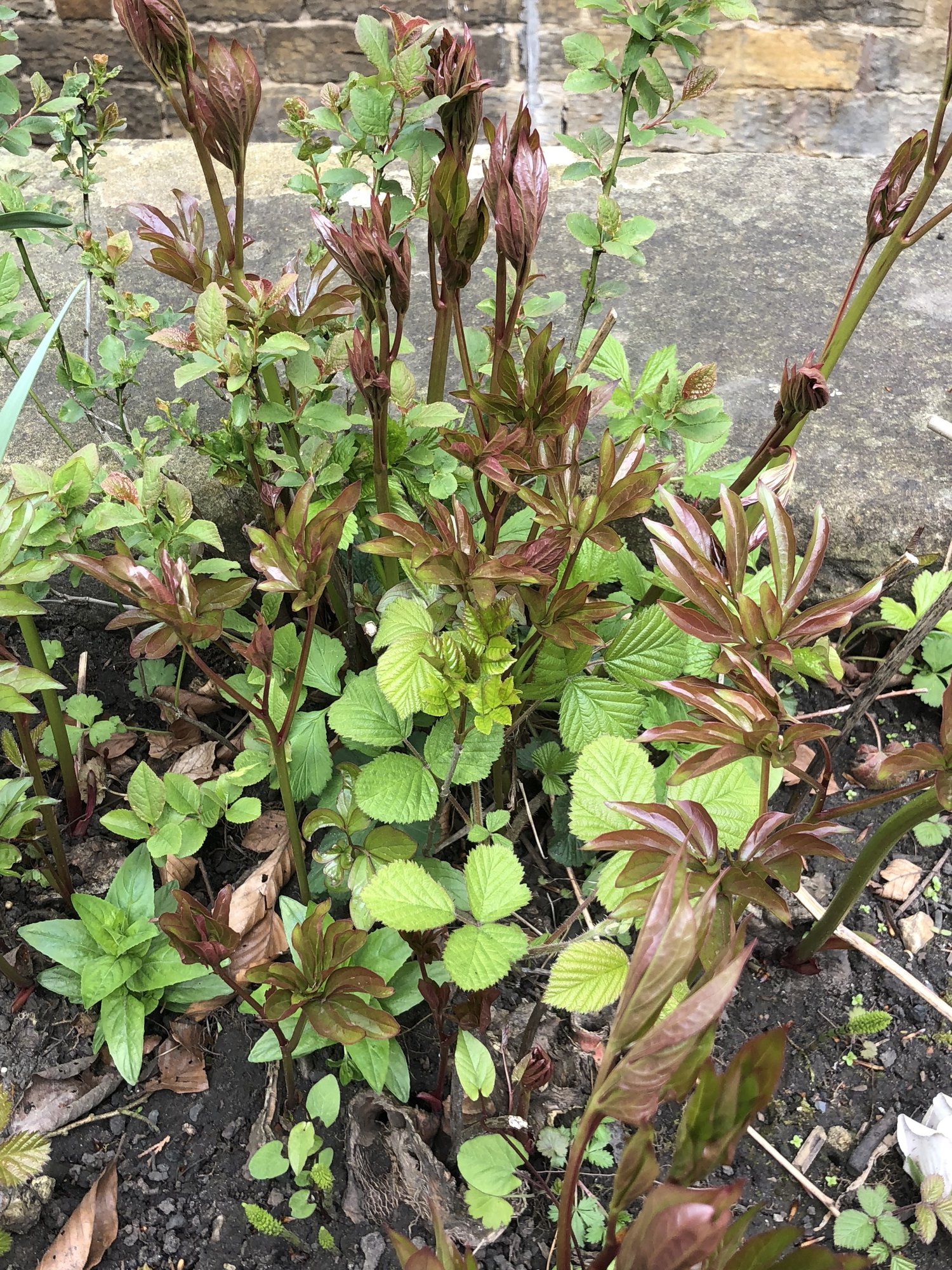 Strange Shoots From Around Rose Bush — BBC Gardeners' World Magazine