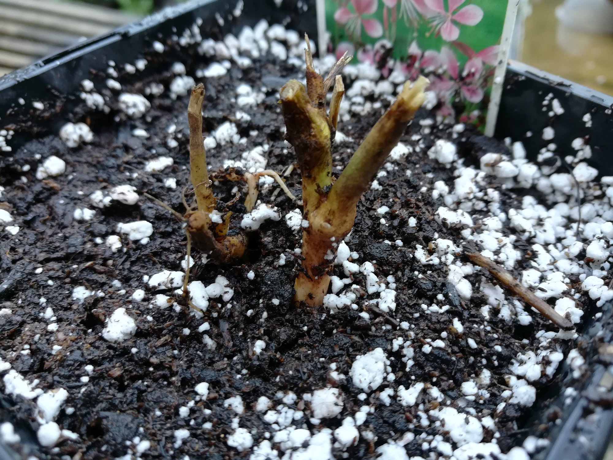 Gaura Dead or Alive? — BBC Gardeners' World Magazine