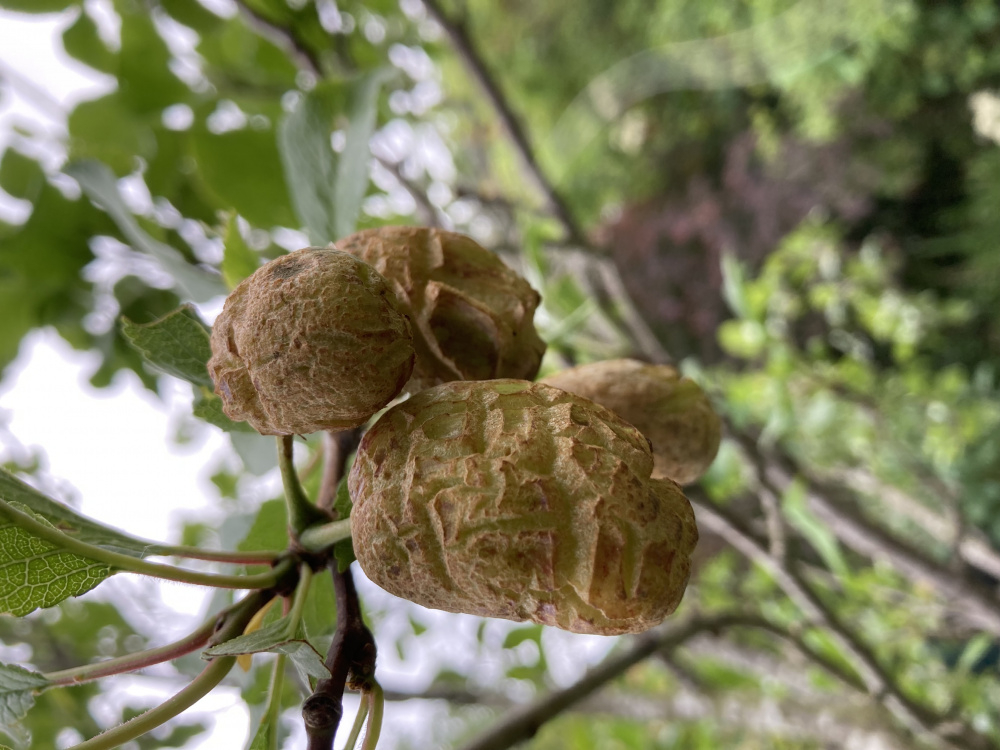 Image: https://us.v-cdn.net/6030279/uploads/editor/bg/nuw2809hyjdu.jpeg