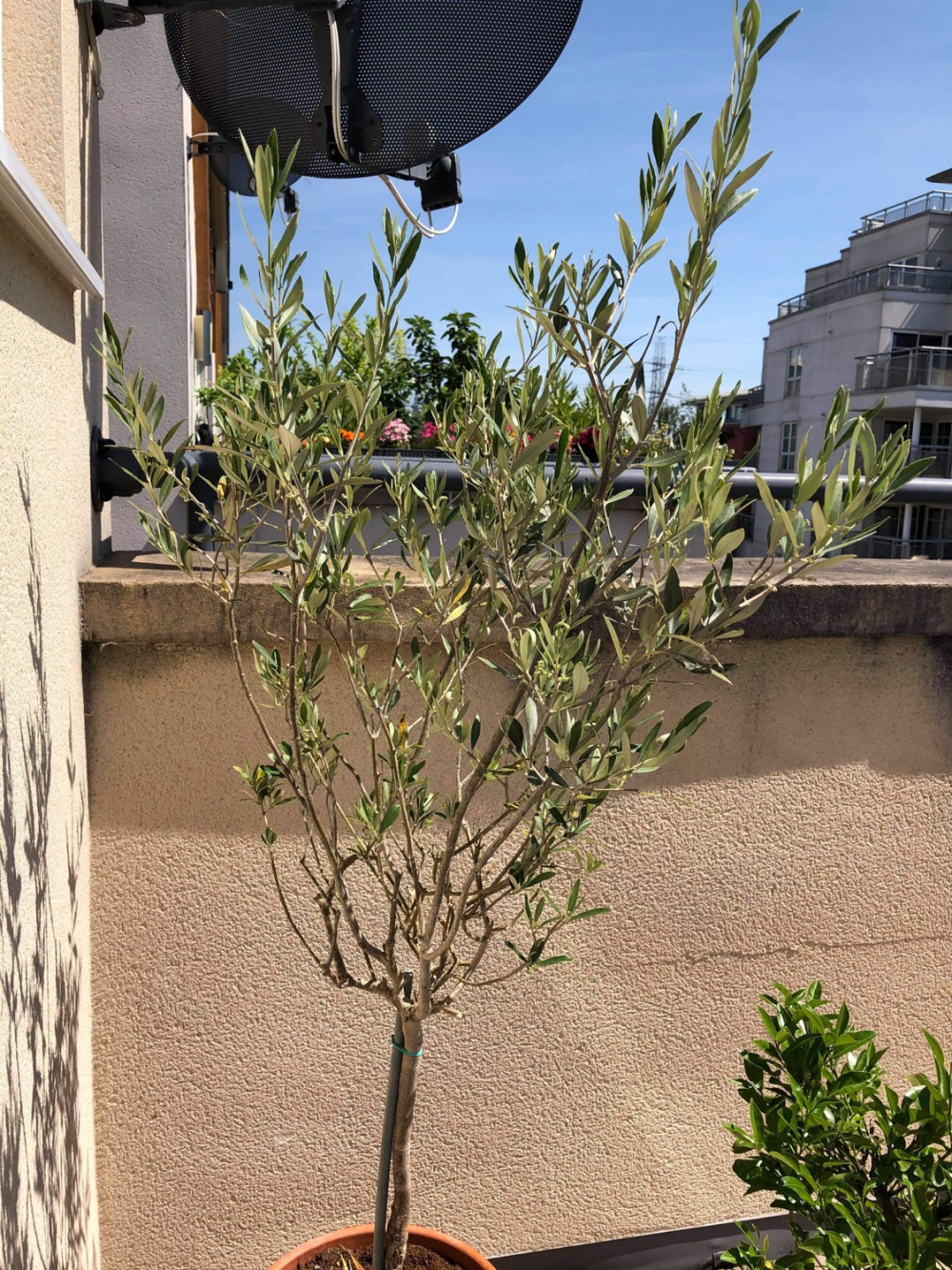 How to prune back potted olive tree — BBC Gardeners' World Magazine