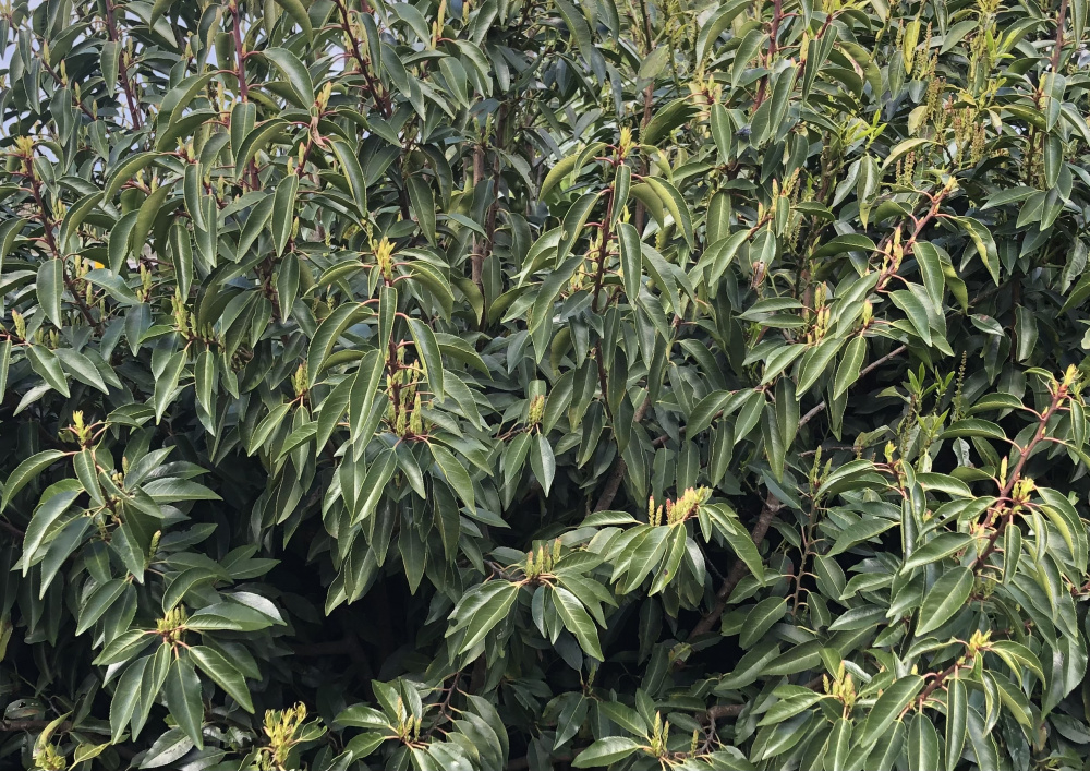 Portuguese laurel problem — BBC Gardeners