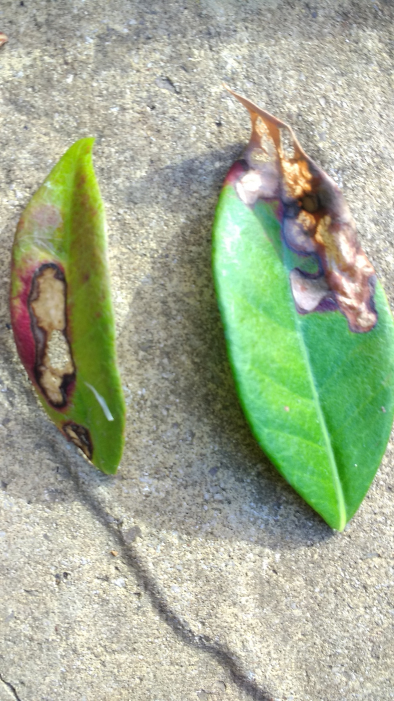 Star jasmine with spots and faded leaves — BBC Gardeners' World Magazine