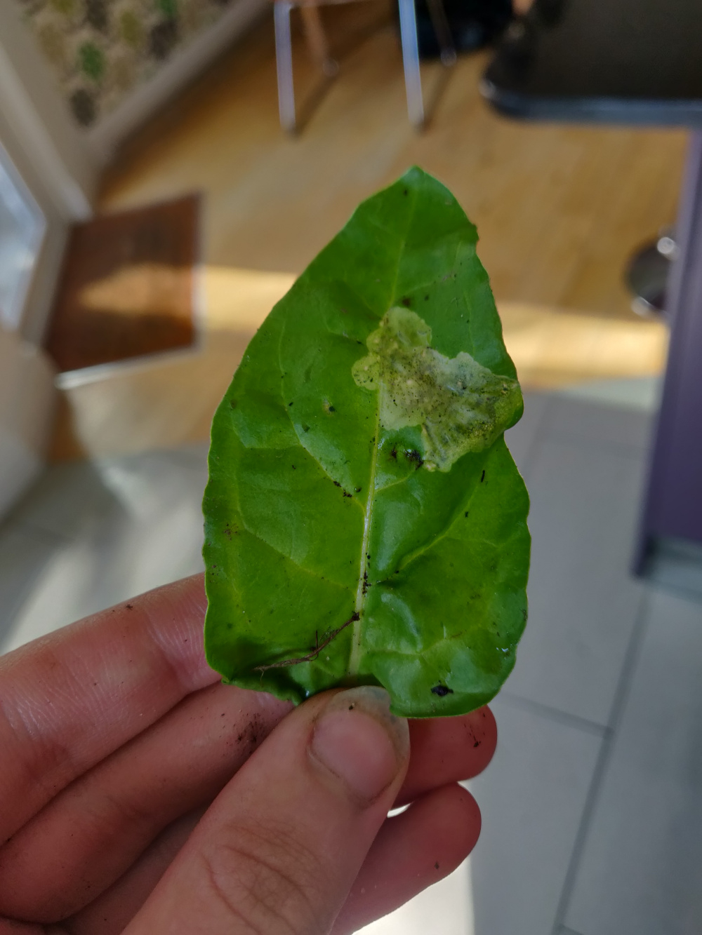 What is causing transclucent brown spots on my perpetual spinach? — BBC