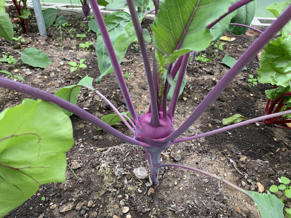 My Purple Cabbage is growing like this….is this normal or should I pull