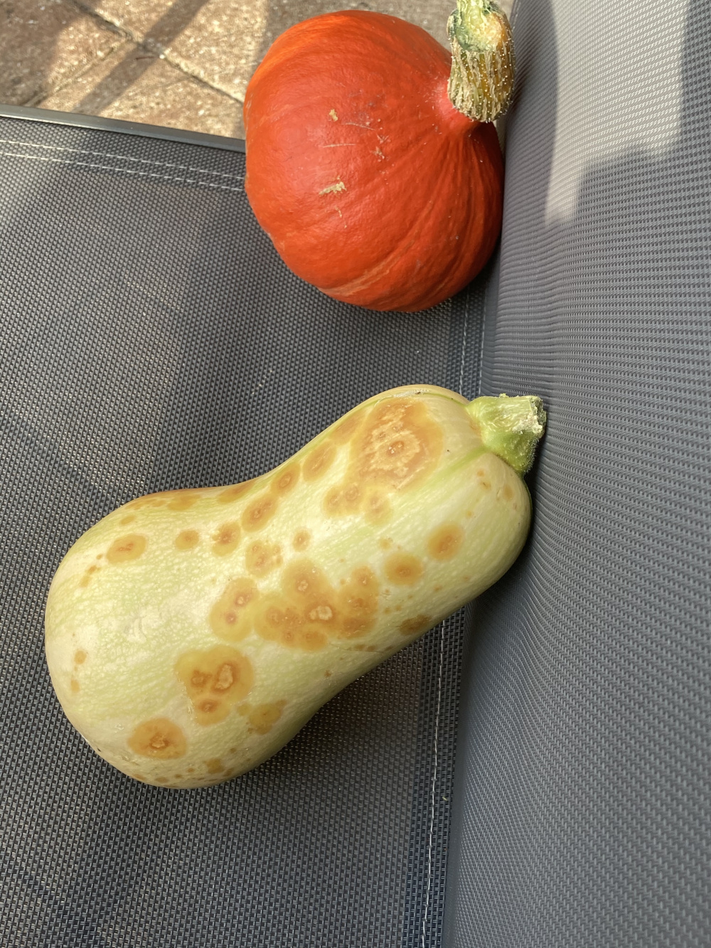 Help Butternut Squash Blotchy Black Rot — Bbc Gardeners World Magazine