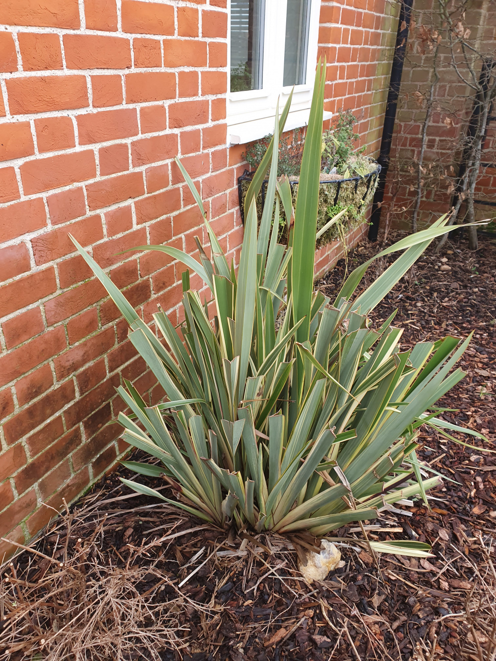 Help! My flaxs have been sheared off! — BBC Gardeners' World Magazine