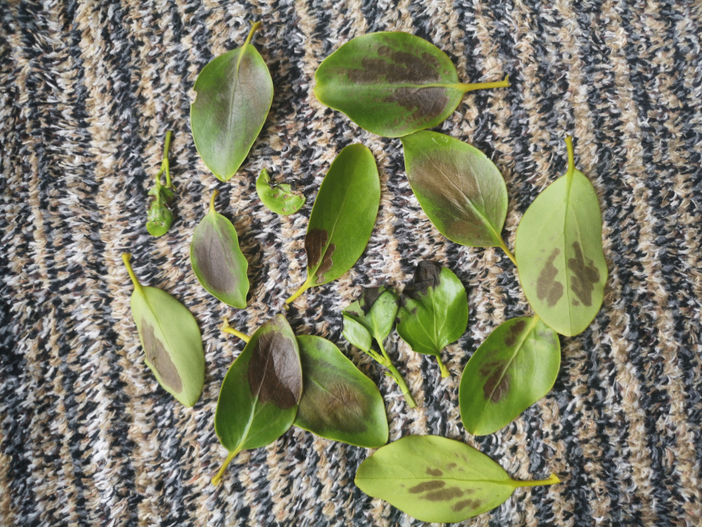 Griselinia Littoralis leaves turning black suddenly — BBC Gardeners
