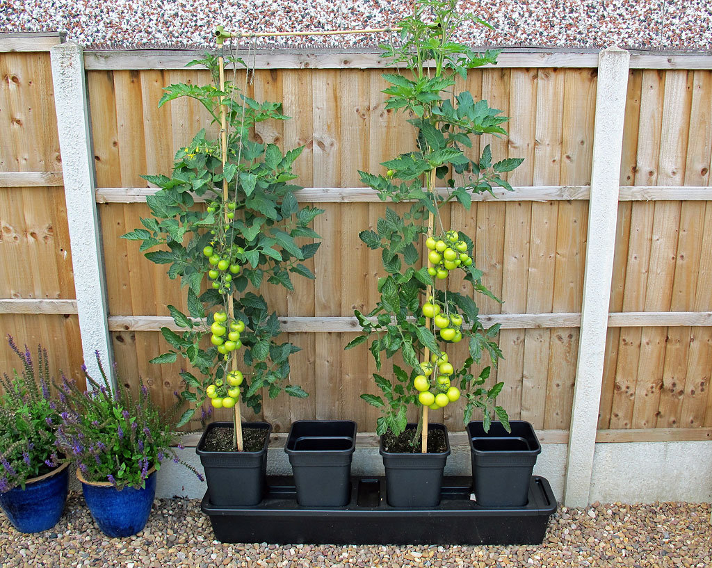 How to water greenhouse tomatoes properly? Page 2 — BBC Gardeners