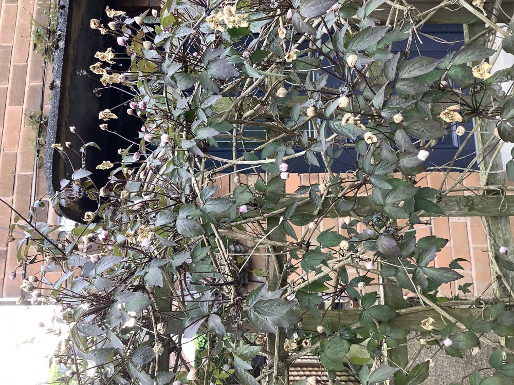 Clematis flowers dying. — BBC Gardeners' World Magazine