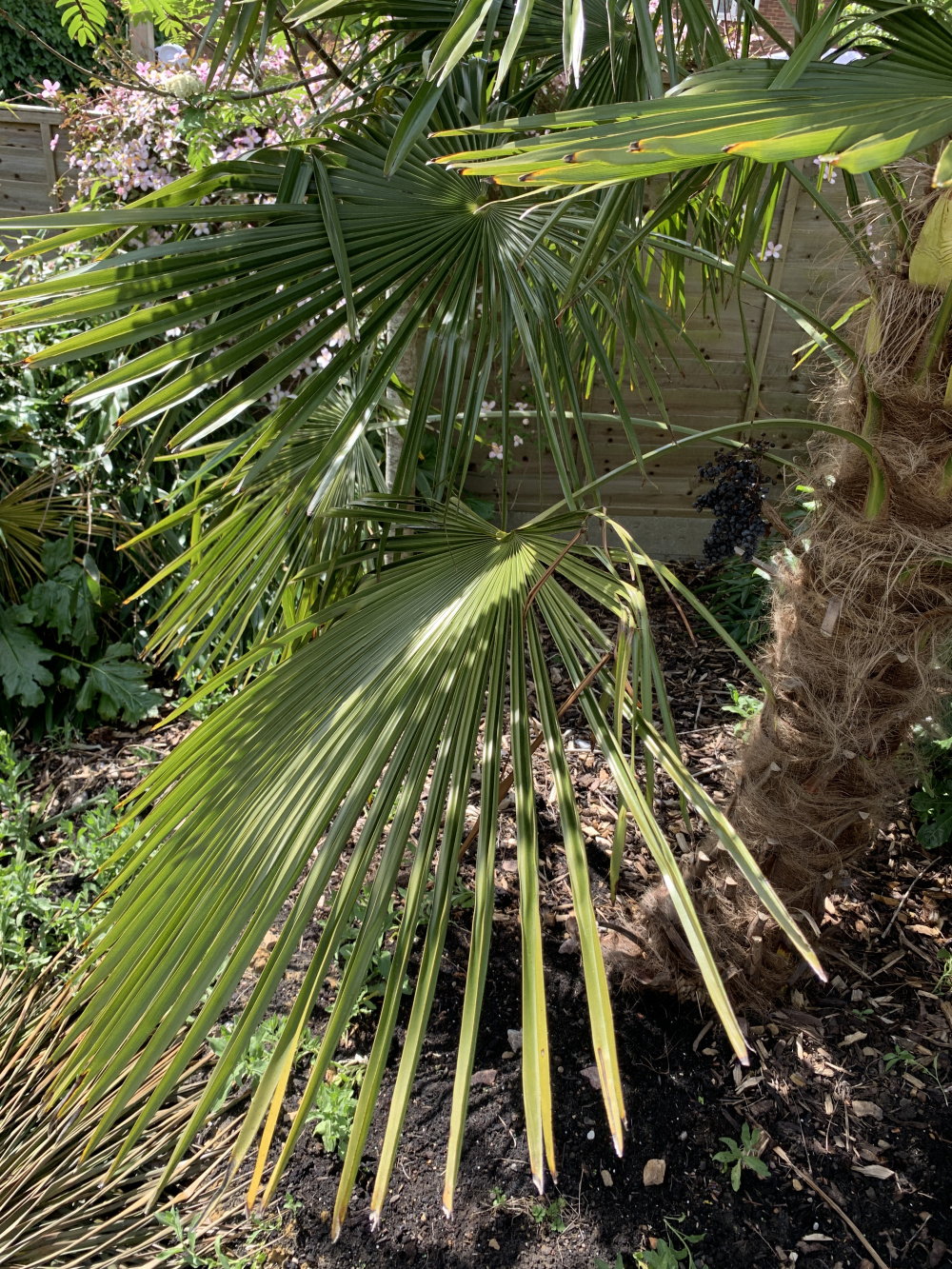 Palm Tree Science The Mystery Behind Their Names Solved - 6qxo58g