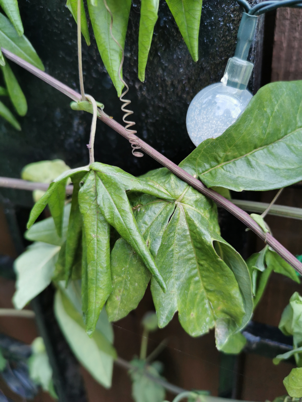 Passion flower dying — BBC Gardeners' World Magazine