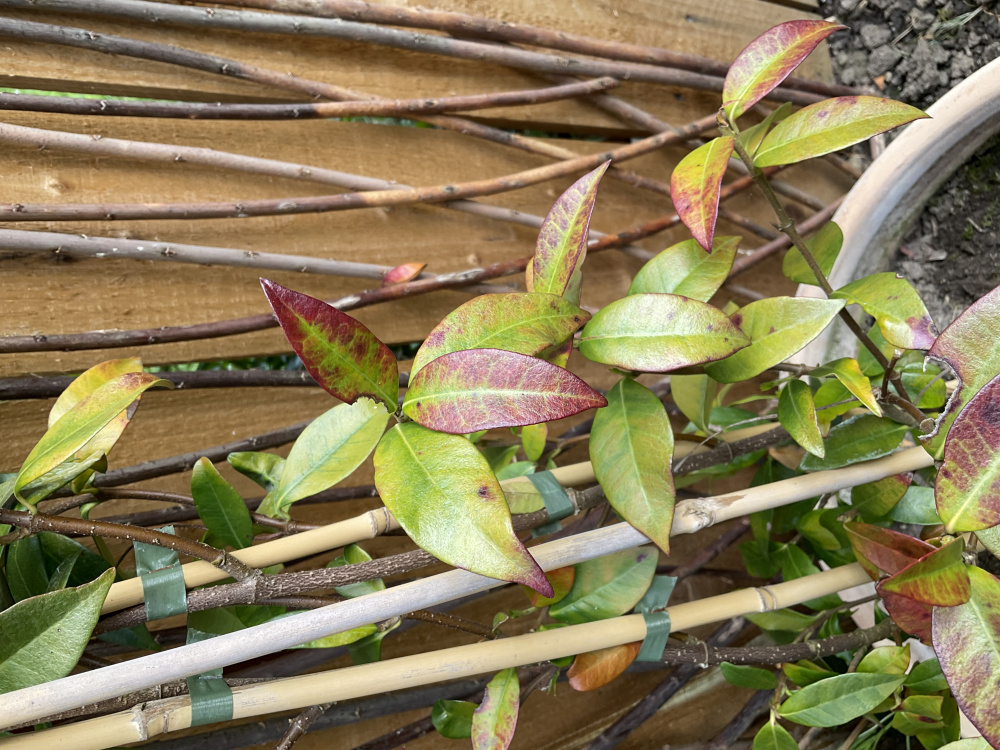 Red/brown leaves on Star Jasmine — BBC Gardeners' World Magazine