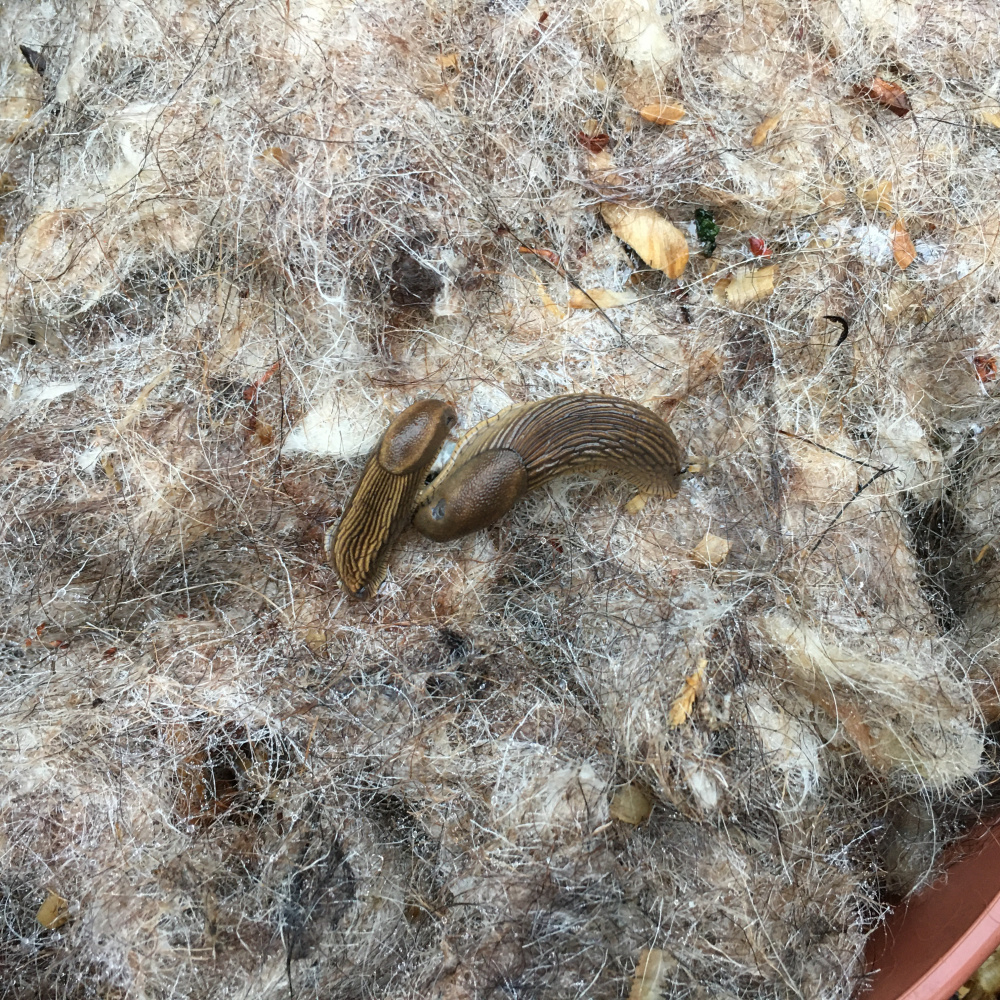 Wool — BBC Gardeners' World Magazine