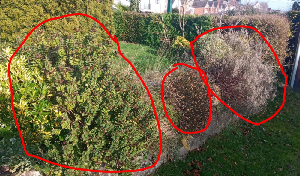 Cutting back shrubs — BBC Gardeners' World Magazine