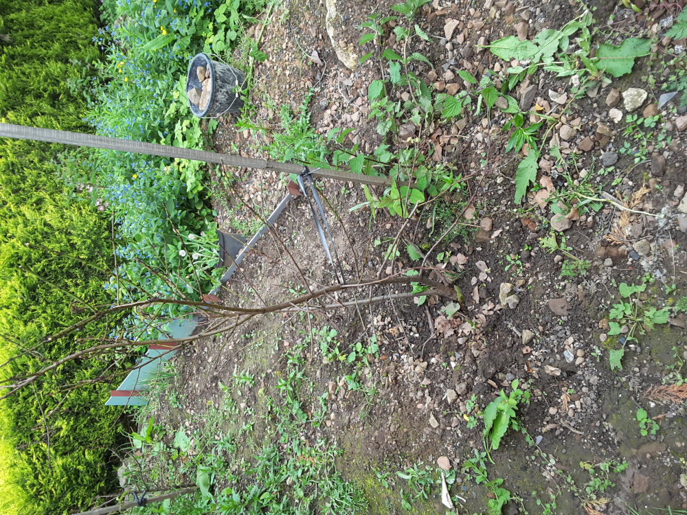 Why is my Peach tree is dying (see photos) — BBC Gardeners' World Magazine