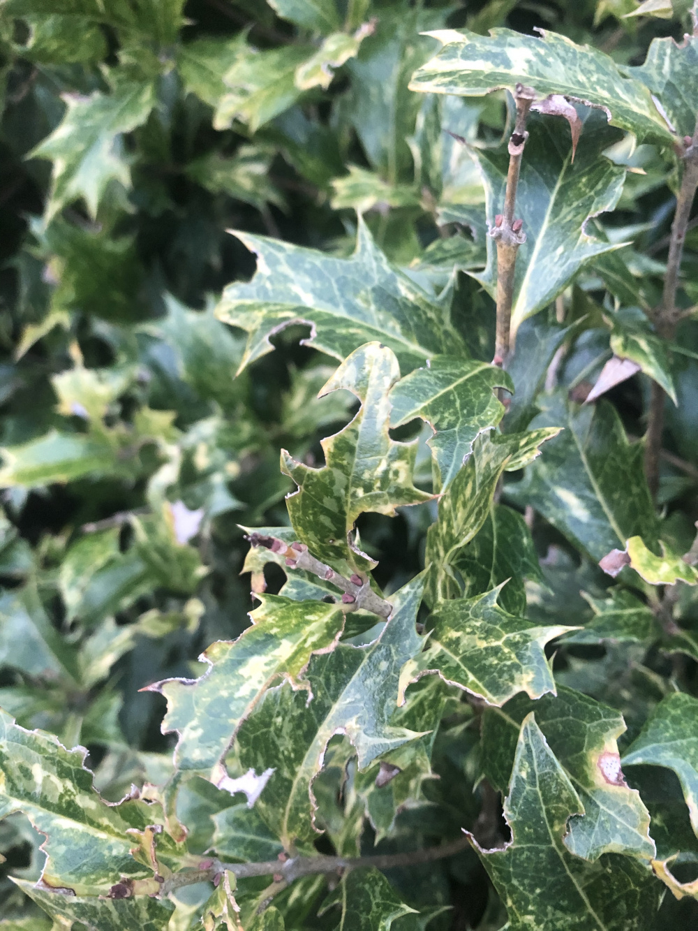 Holly is being eaten — BBC Gardeners' World Magazine