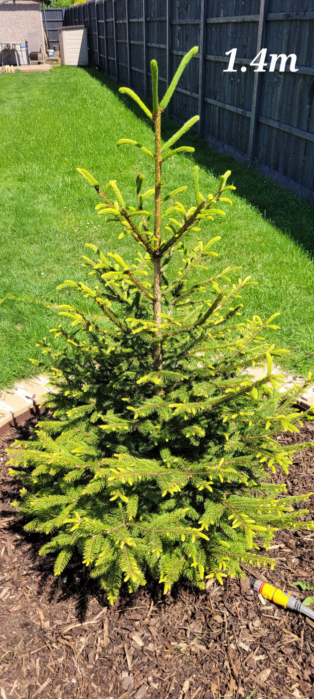 Norway Spruce not growing much — BBC Gardeners' World Magazine