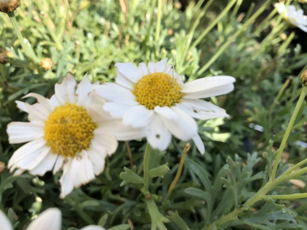 Something is eating the petals on my white margarites and leaving a