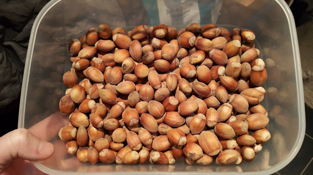 Pruning Cob Nut Trees — BBC Gardeners' World Magazine