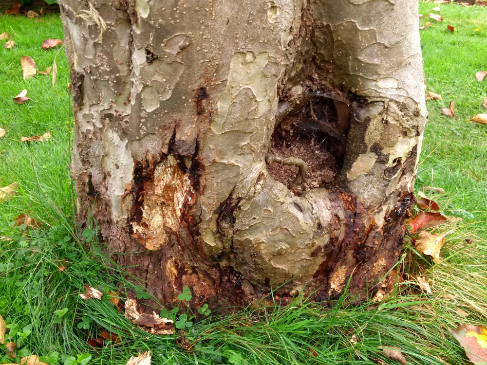 Honey Fungus on Bramley Apple Tree — BBC Gardeners' World Magazine