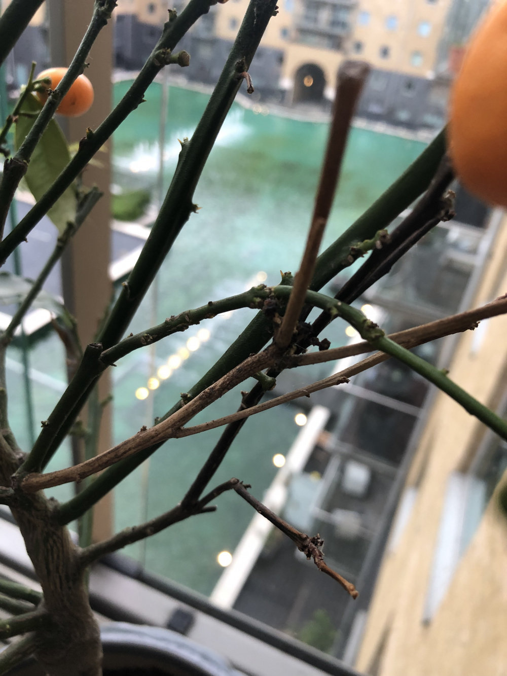 Kumquat tree dying help! — BBC Gardeners' World Magazine