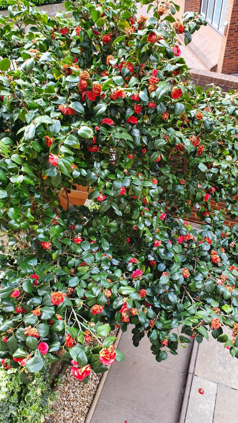 Is my camellia doing alright? — BBC Gardeners' World Magazine
