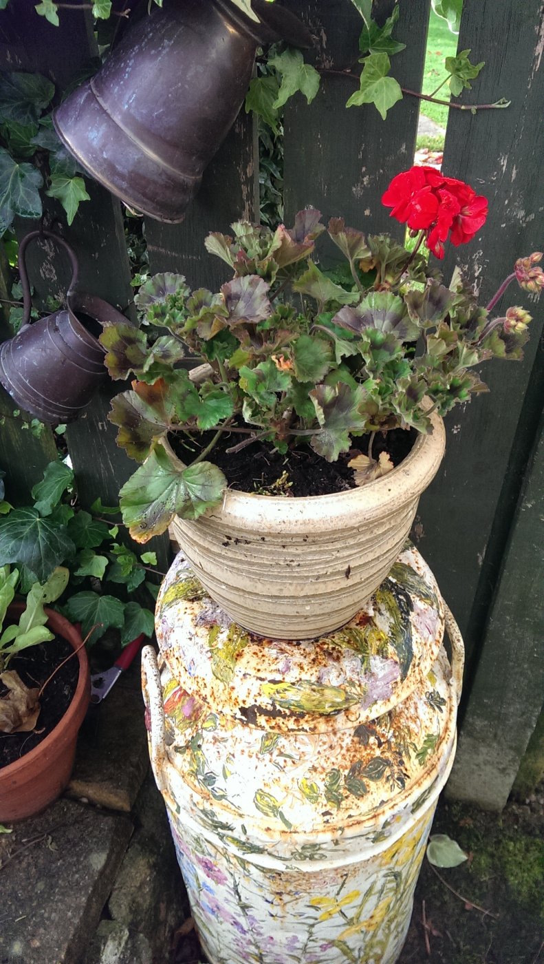 Overwintering Bedding Geraniums Bbc Gardeners World Magazine