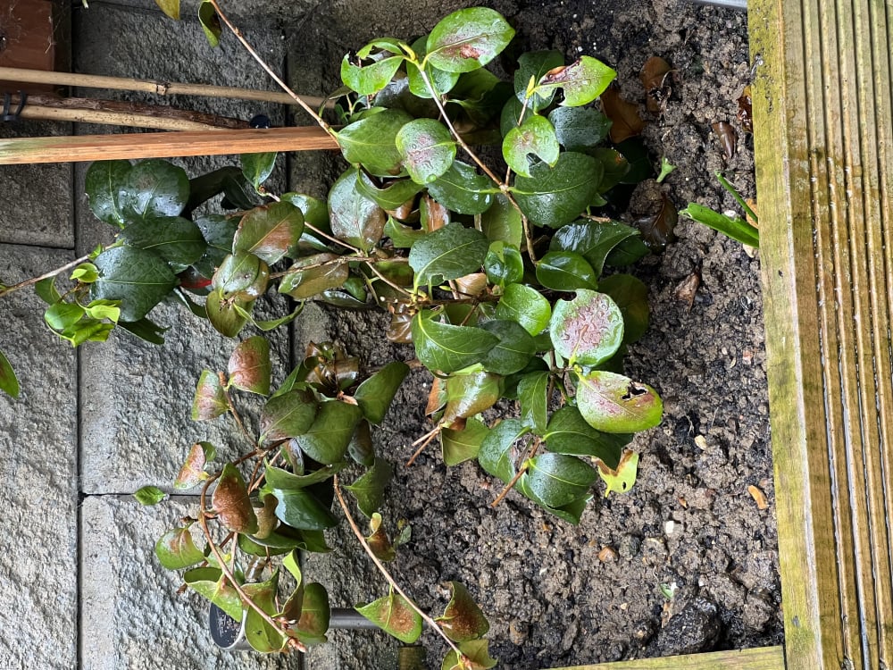 Camellia is dying 😩 looking for help urgently 🙏🏼 — BBC Gardeners' World