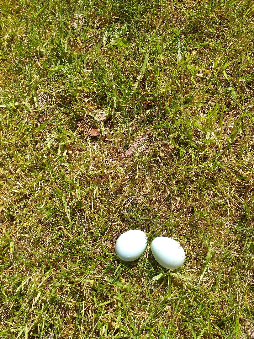 Eggs scattered on the lawn — BBC Gardeners' World Magazine