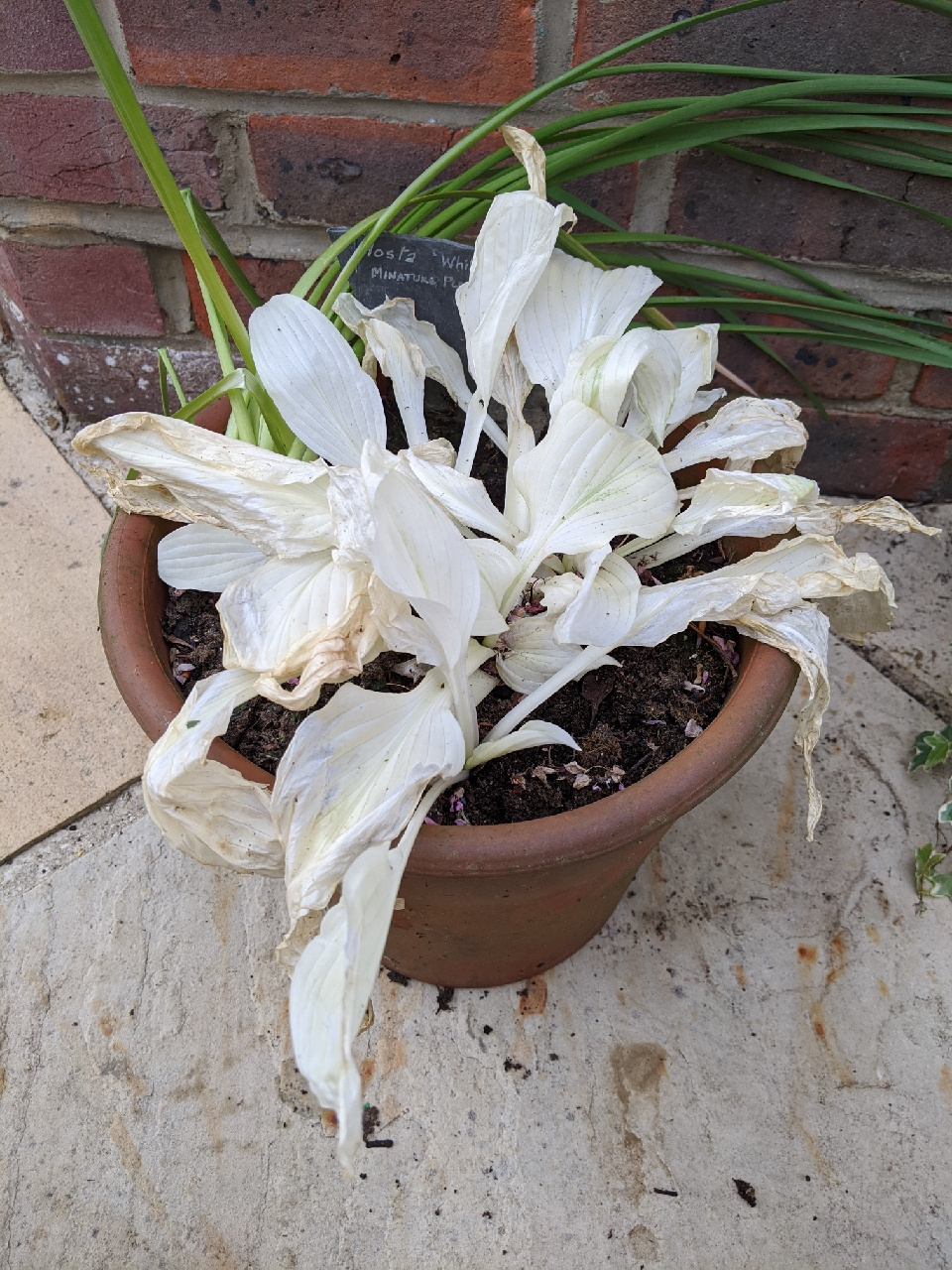 Half dead Hosta — BBC Gardeners' World Magazine
