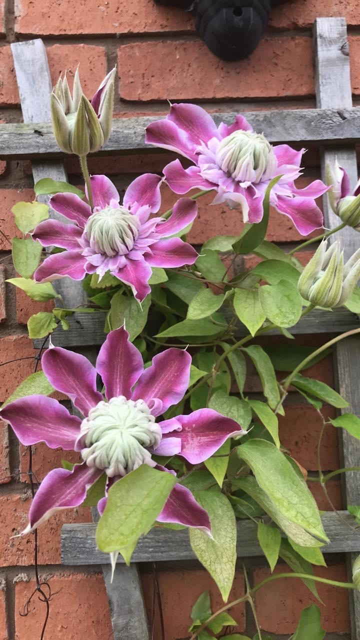 Clematis problems — BBC Gardeners' World Magazine