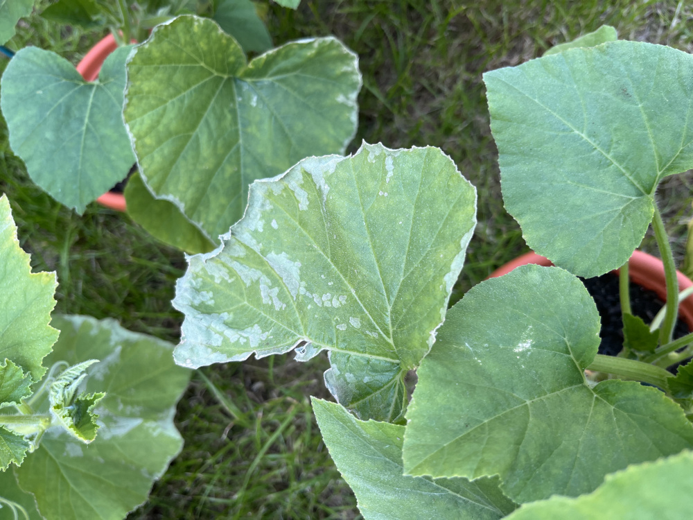 Identifying my Butternut Squash Problem — BBC Gardeners' World Magazine