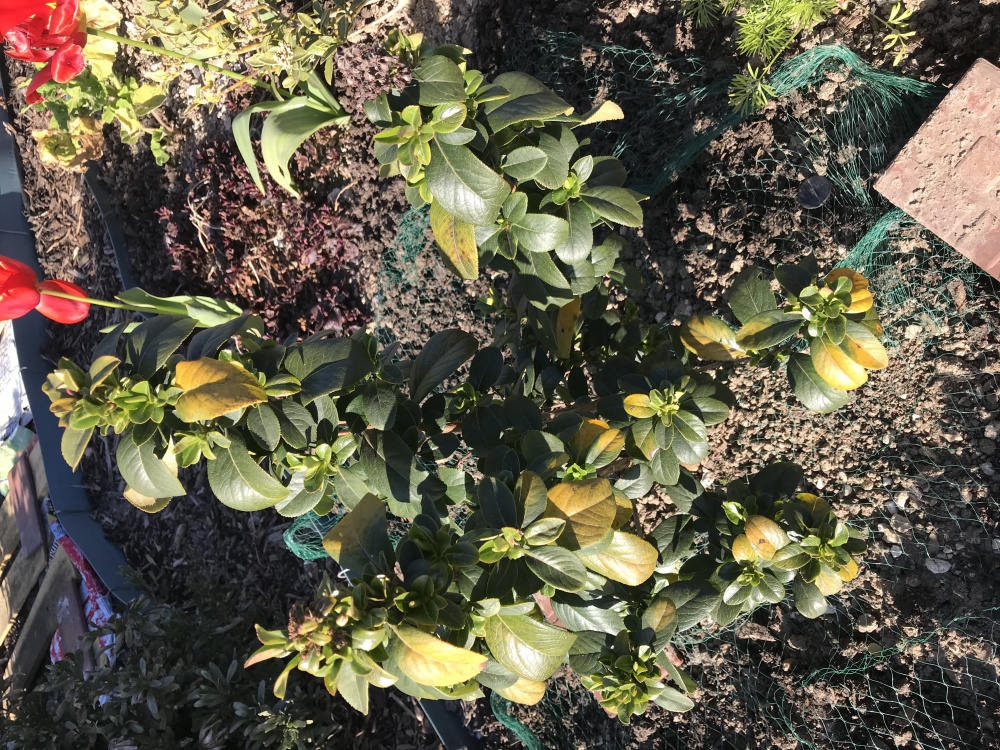 Yellow leaves on Escallonia — BBC Gardeners' World Magazine