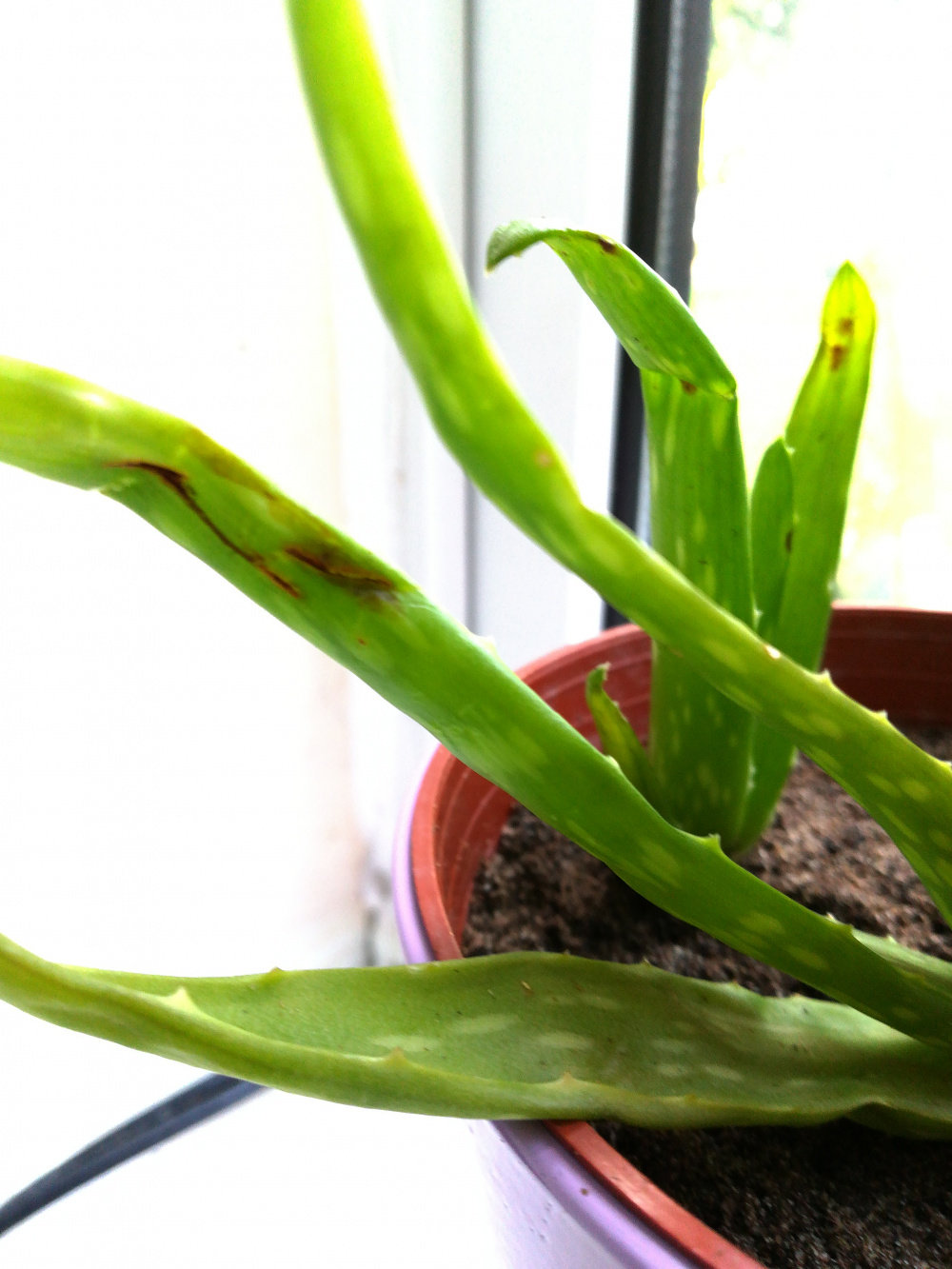 Aloe disease or over watered? — BBC Gardeners' World Magazine
