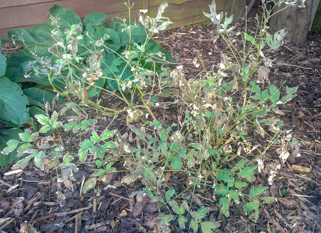 What is wrong with my Bleeding Heart? — BBC Gardeners' World Magazine