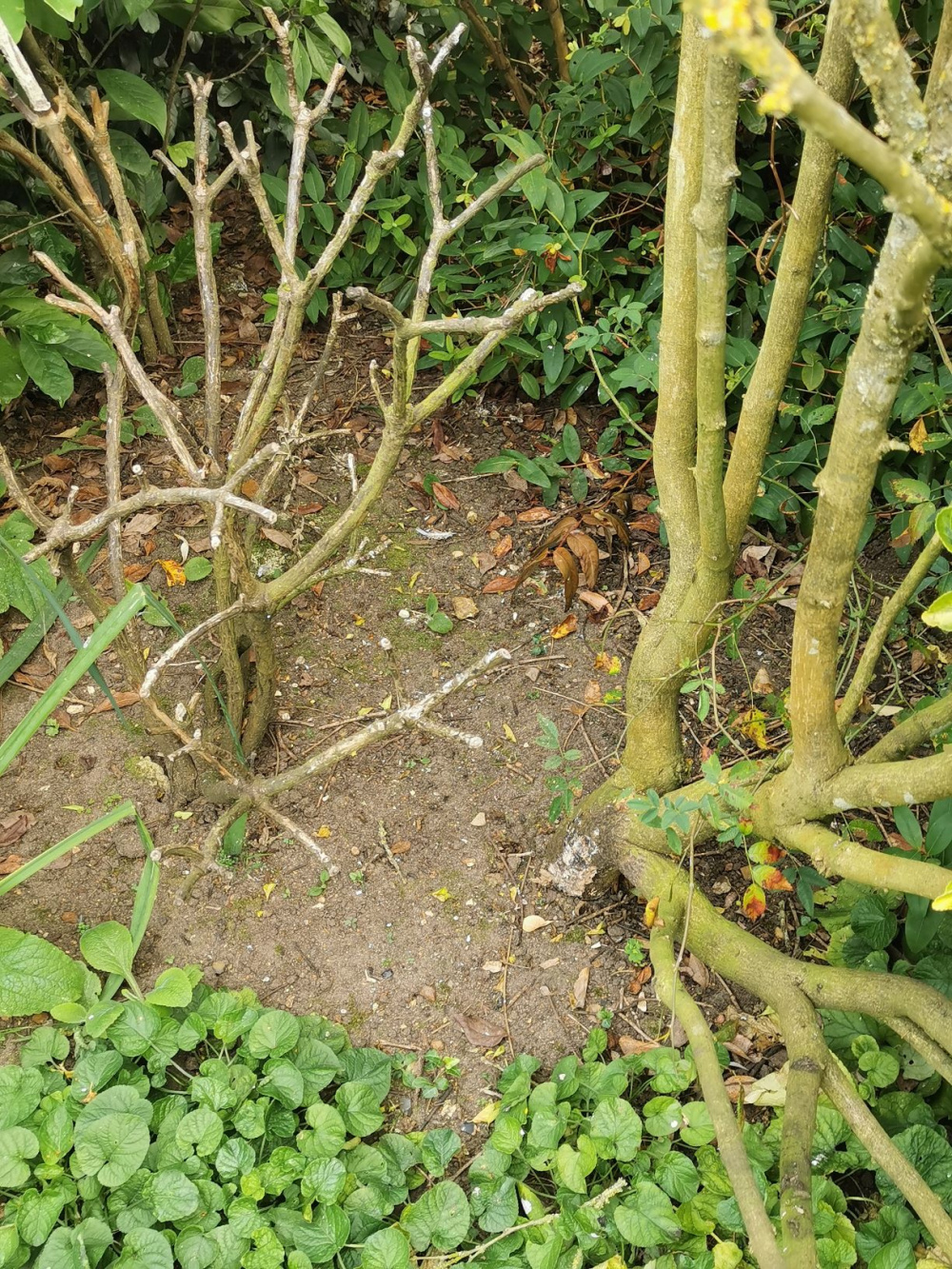Hibiscus/variegated laurel/viburnum tinus dying — BBC Gardeners' World