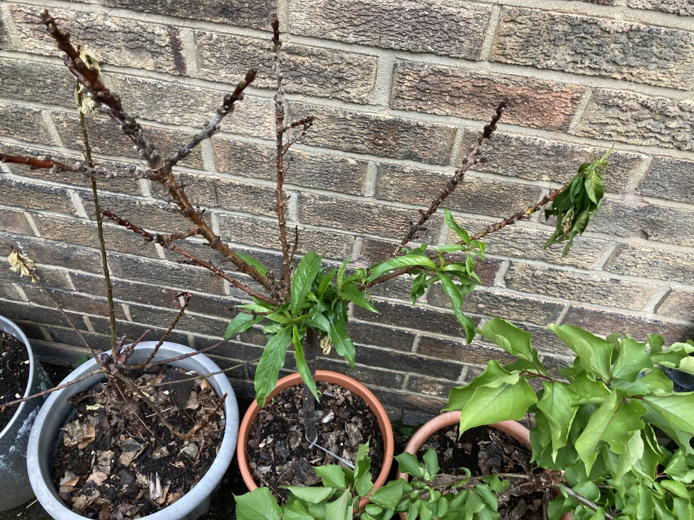 Nectarine tree problem — BBC Gardeners' World Magazine