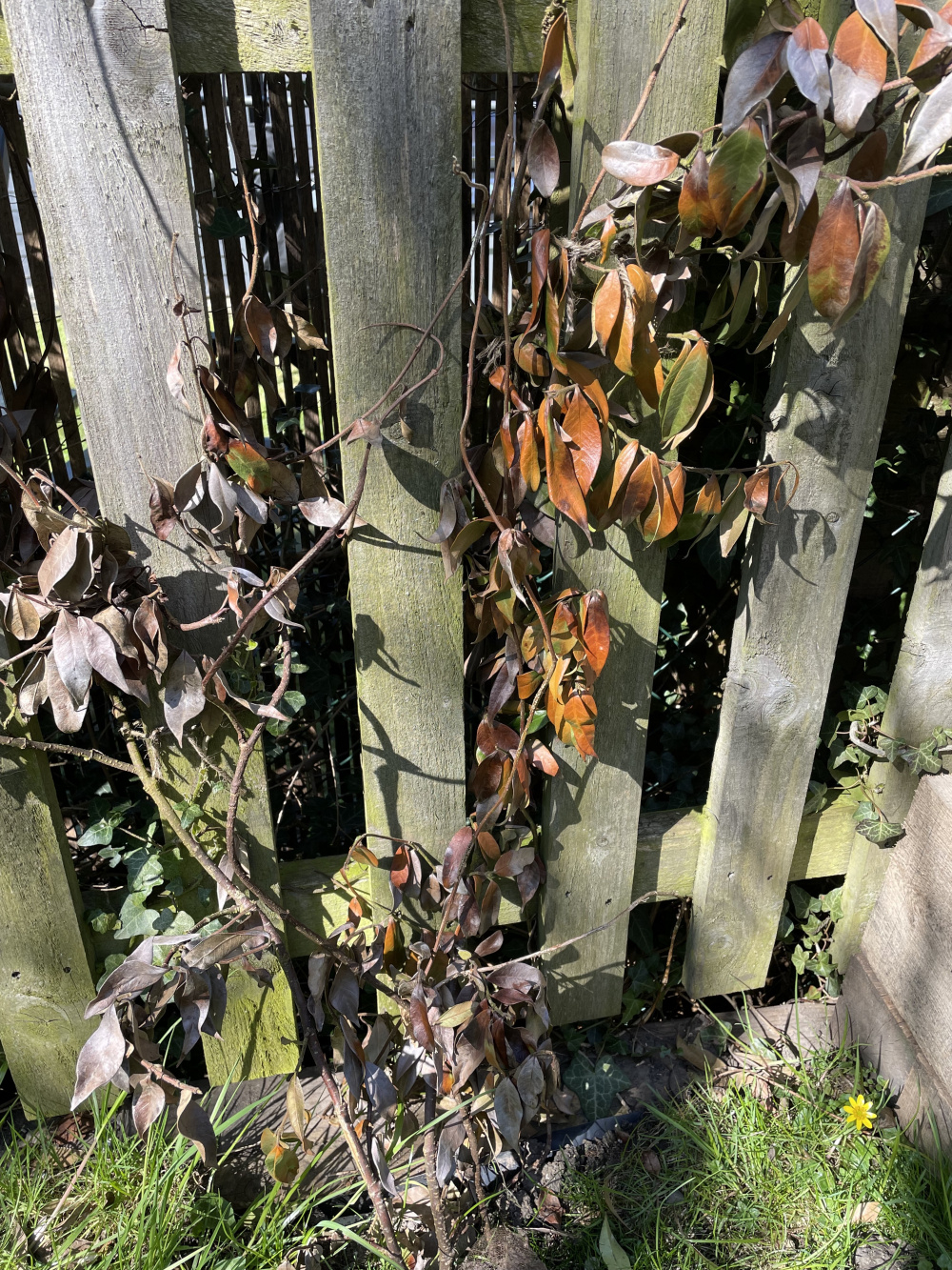 Has my Star Jasmine died? — BBC Gardeners' World Magazine