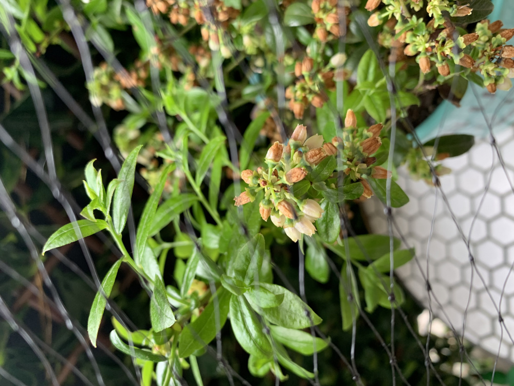 My blueberry's flowers and fruits are turning brown — BBC Gardeners