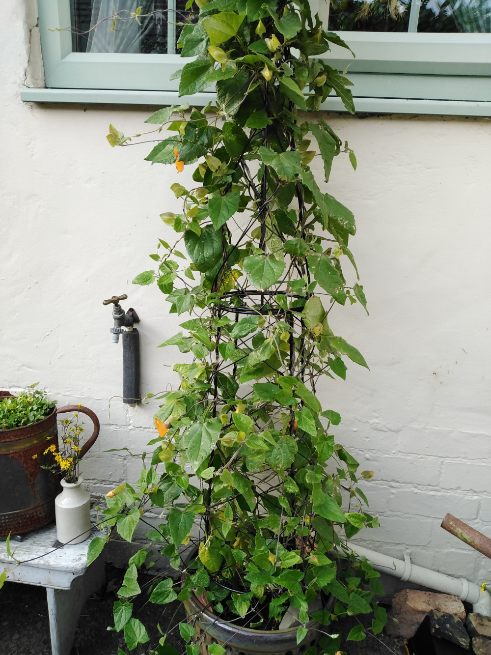 Deadheading Thunbergia Alata Black Eyed Susan — BBC Gardeners' World