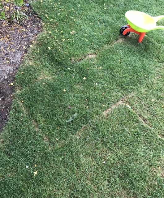 New turf laid its now starting to turn yellow — BBC Gardeners' World
