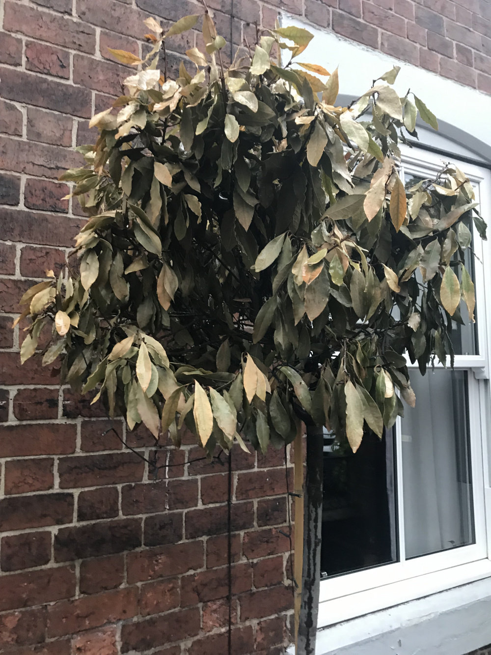 What’s wrong with my Bay Tree — BBC Gardeners' World Magazine What’s wrong with my Bay Tree — BBC Gardeners' World Magazine