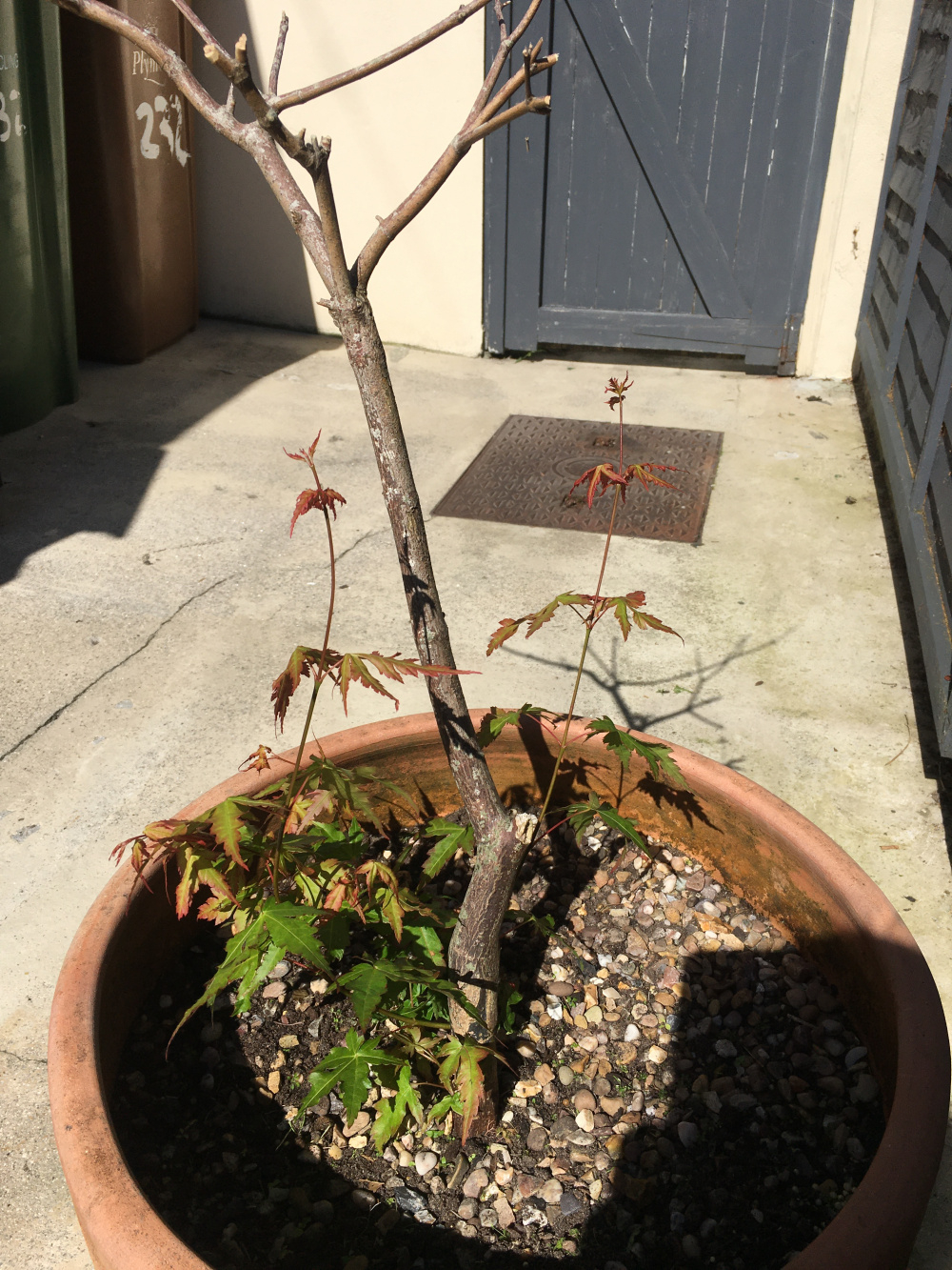 Can this little Acer Tree be saved? — BBC Gardeners' World Magazine