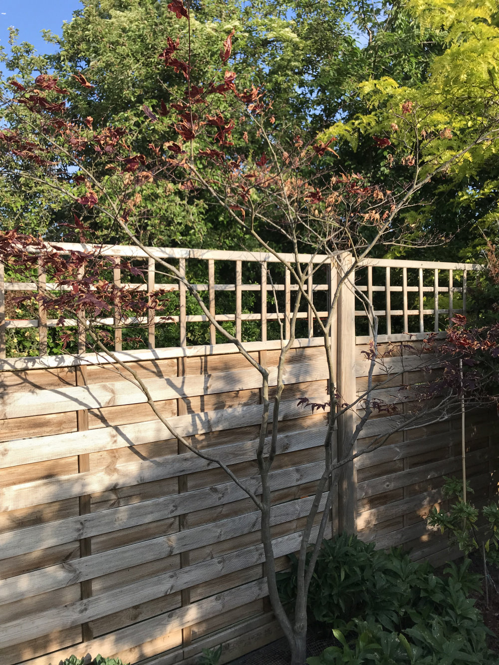 My acer tree looks unhealthy/is dying Pls help! Page 3 — BBC