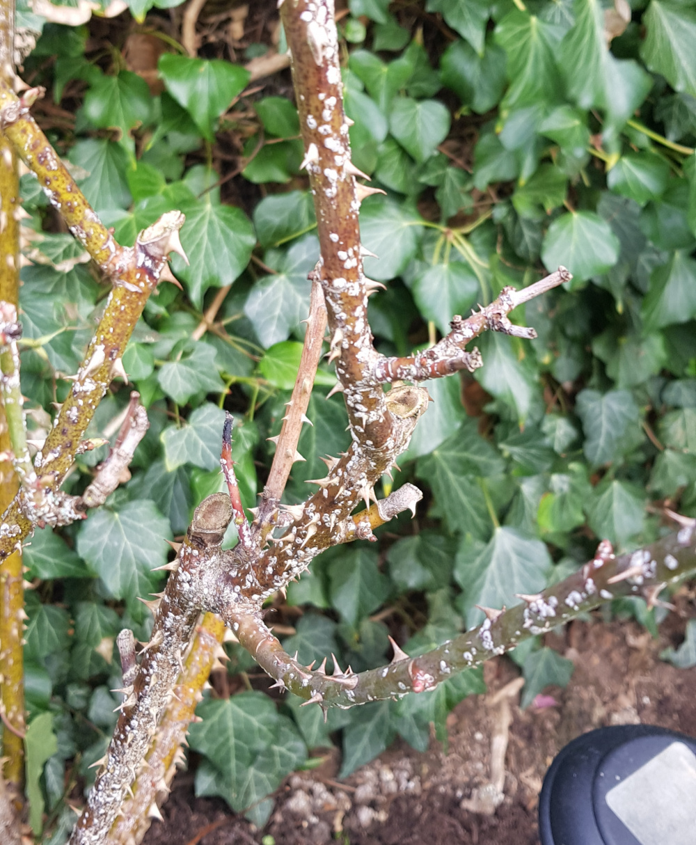 White spots on Rose — BBC Gardeners' World Magazine