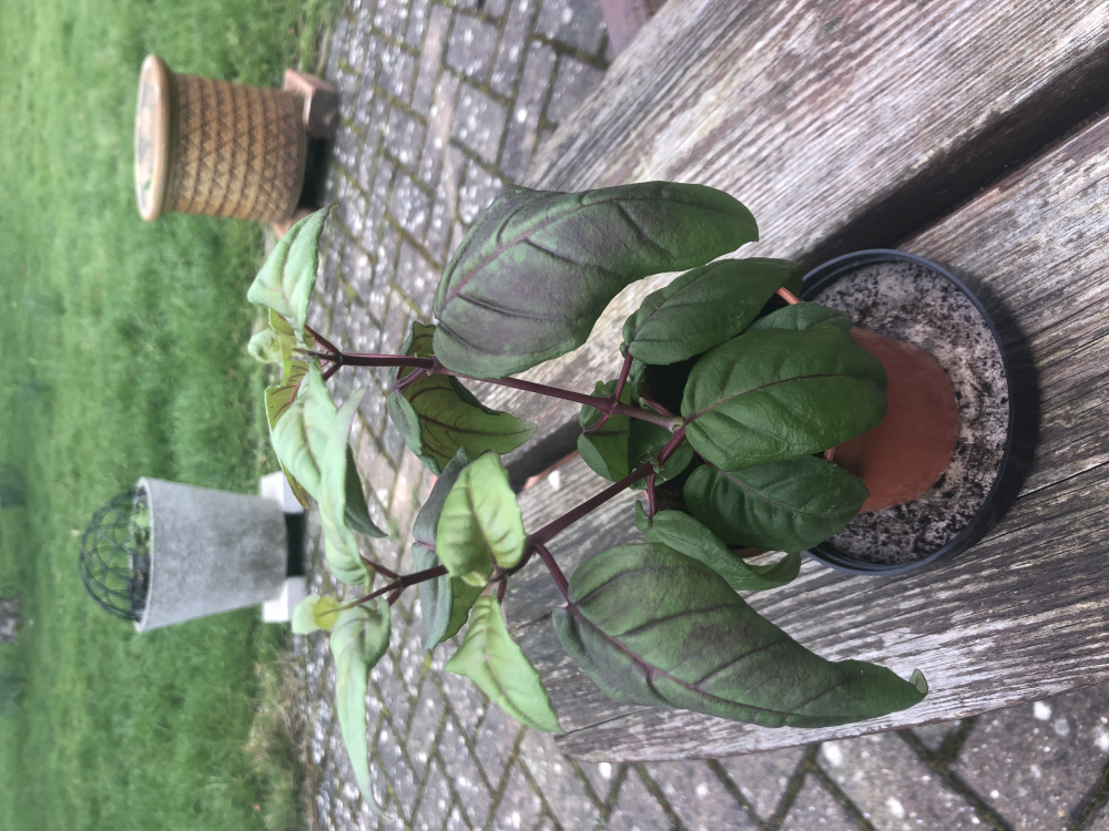 Fuchsia dropping buds Page 2 — BBC Gardeners' World Magazine