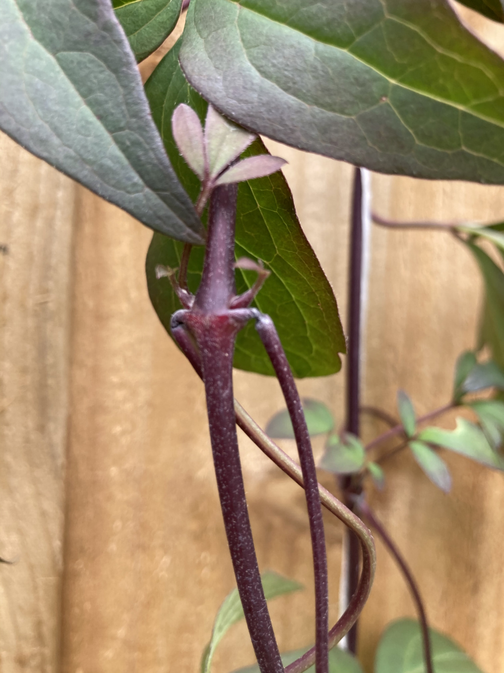 Clematis Montana drooping leaves — BBC Gardeners' World Magazine