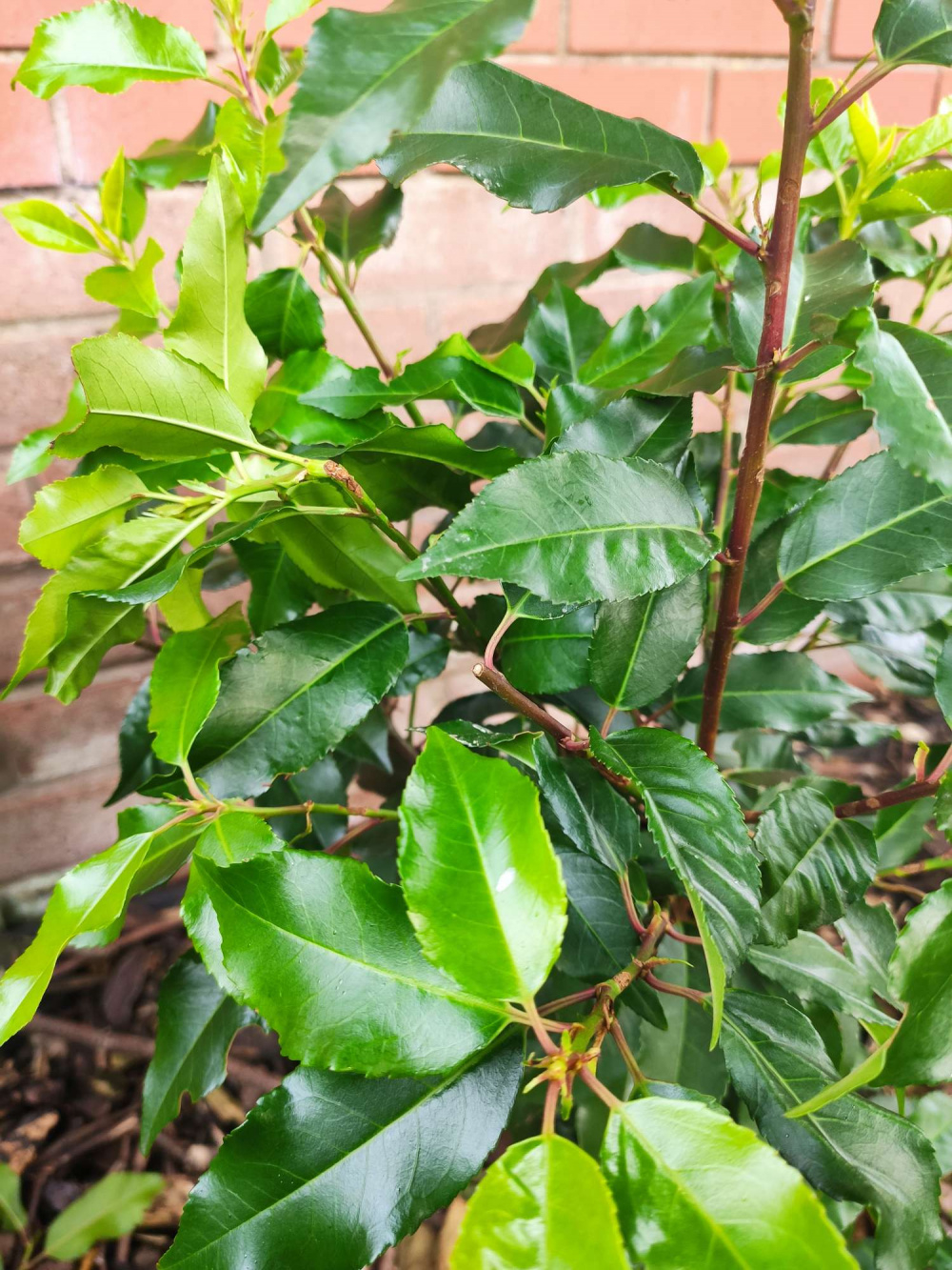 Portuguese Laurel Brittle Branches '( — BBC Gardeners' World Magazine