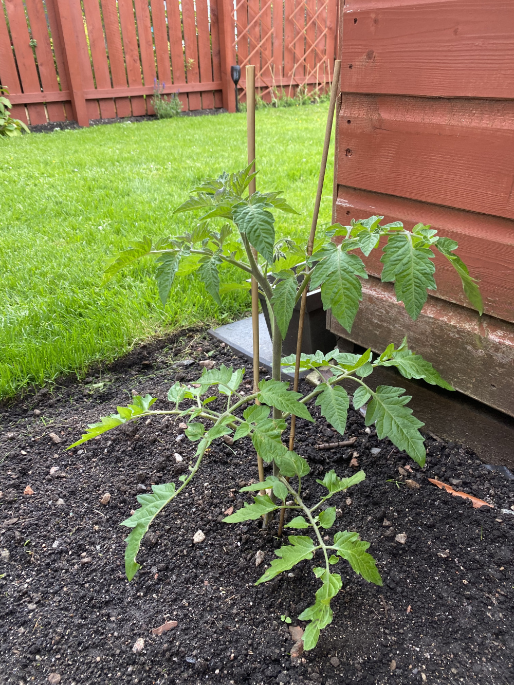 Something Eating my Tomato Plant — BBC Gardeners' World Magazine