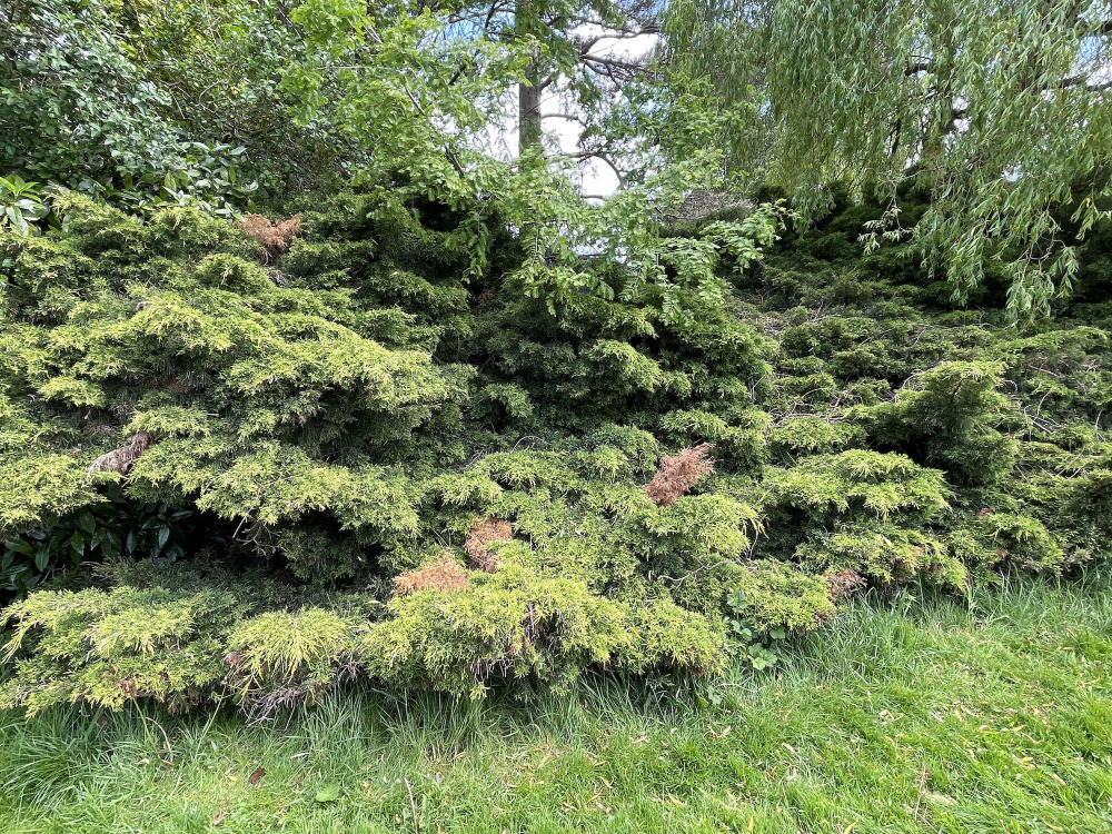 Problems with Creeping Juniper — BBC Gardeners' World Magazine
